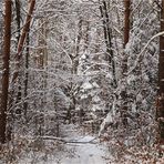 Winterwald (4)