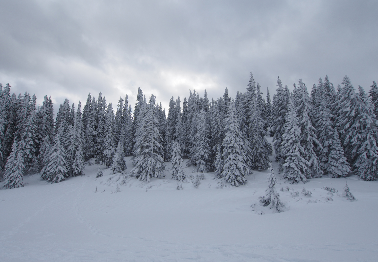 Winterwald