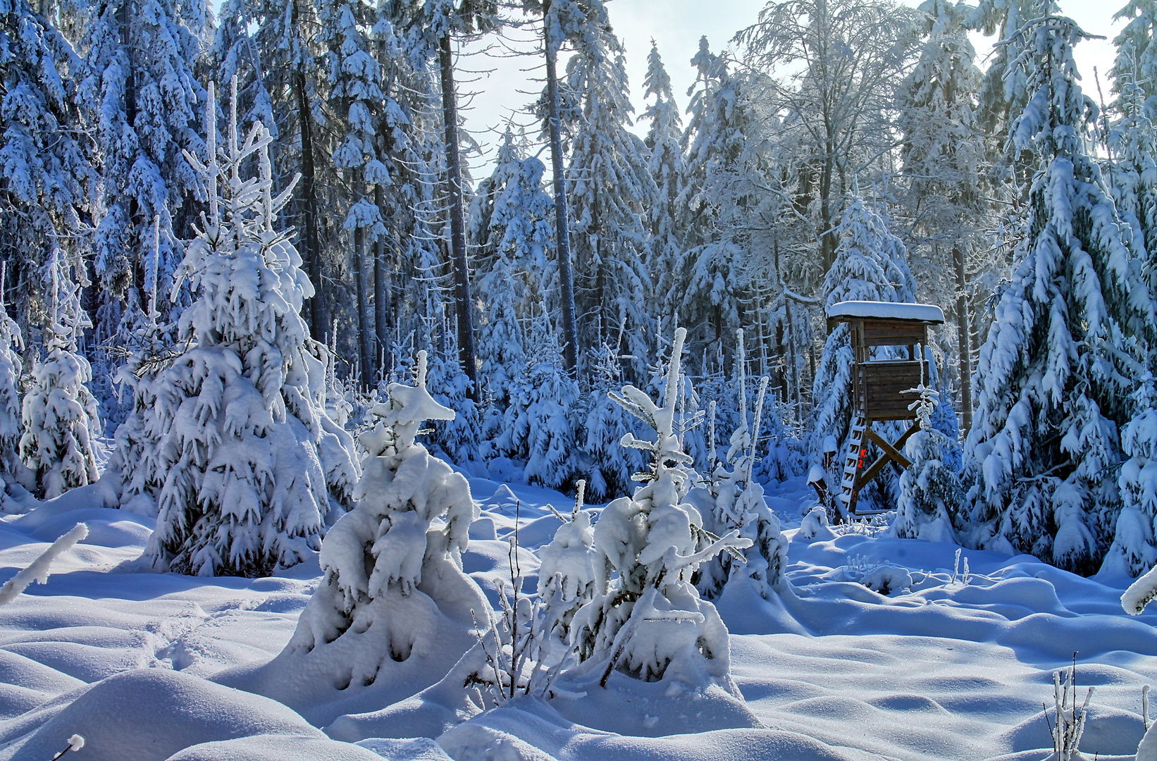 Winterwald Foto & Bild  jahreszeiten, winter, natur Bilder auf 