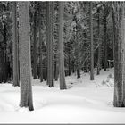 Winterwald