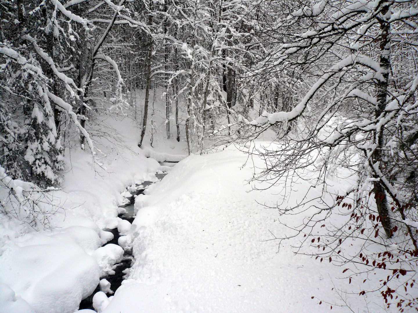 Winterwald