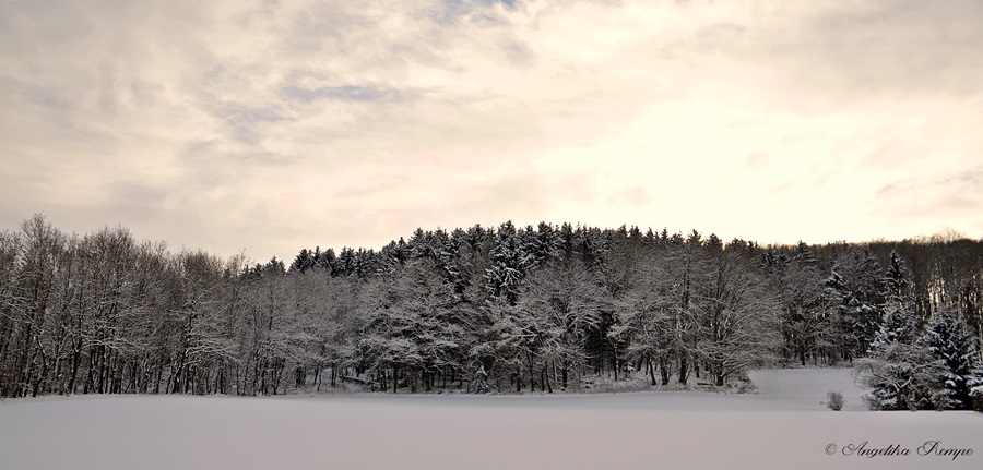 Winterwald