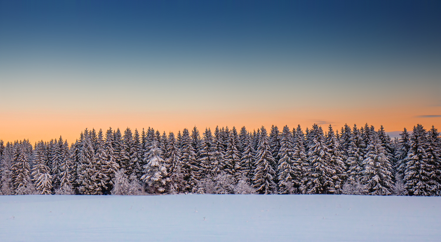 Winterwald