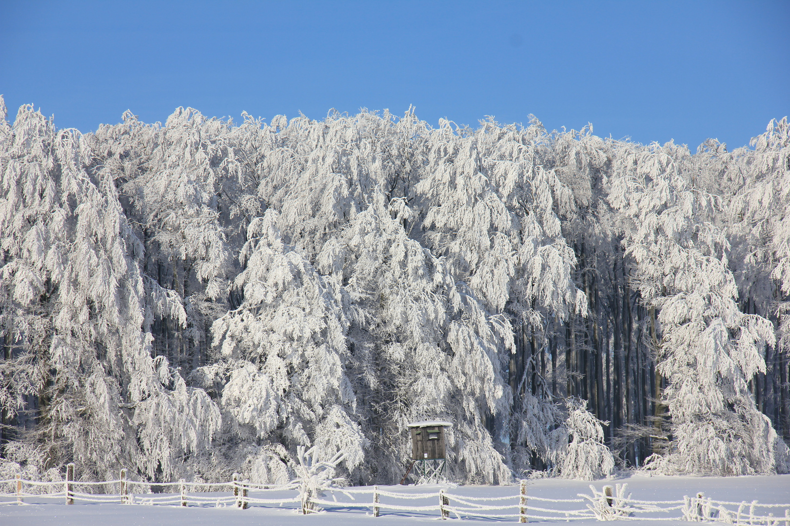 Winterwald