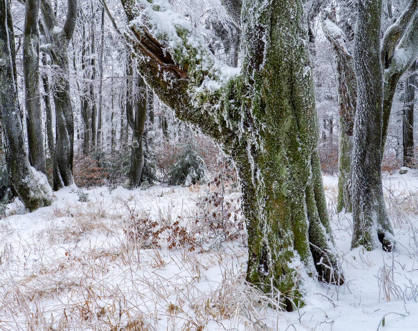 Winterwald