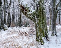 Winterwald