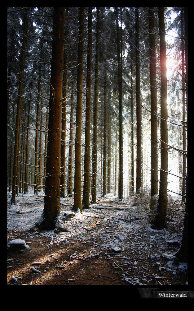 Winterwald