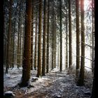 Winterwald