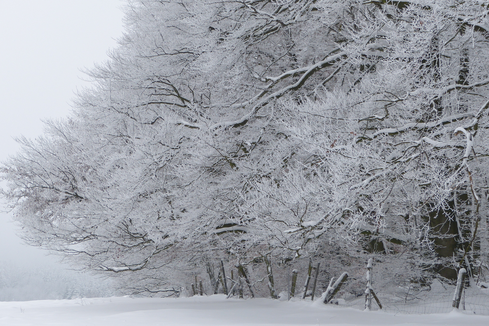 Winterwald