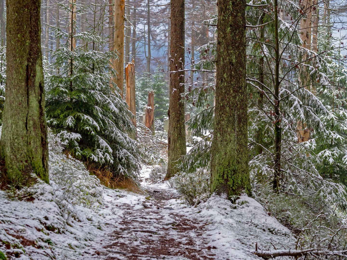 Winterwald