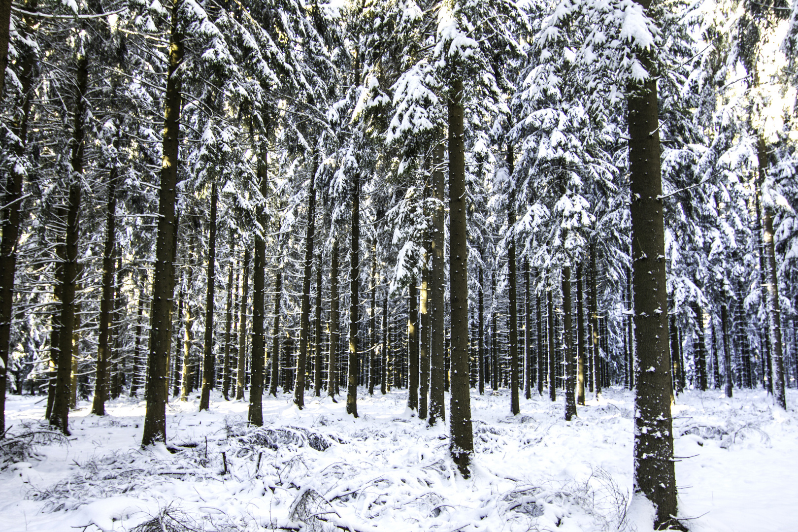 Winterwald 