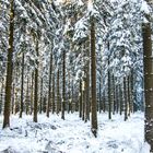 Winterwald 