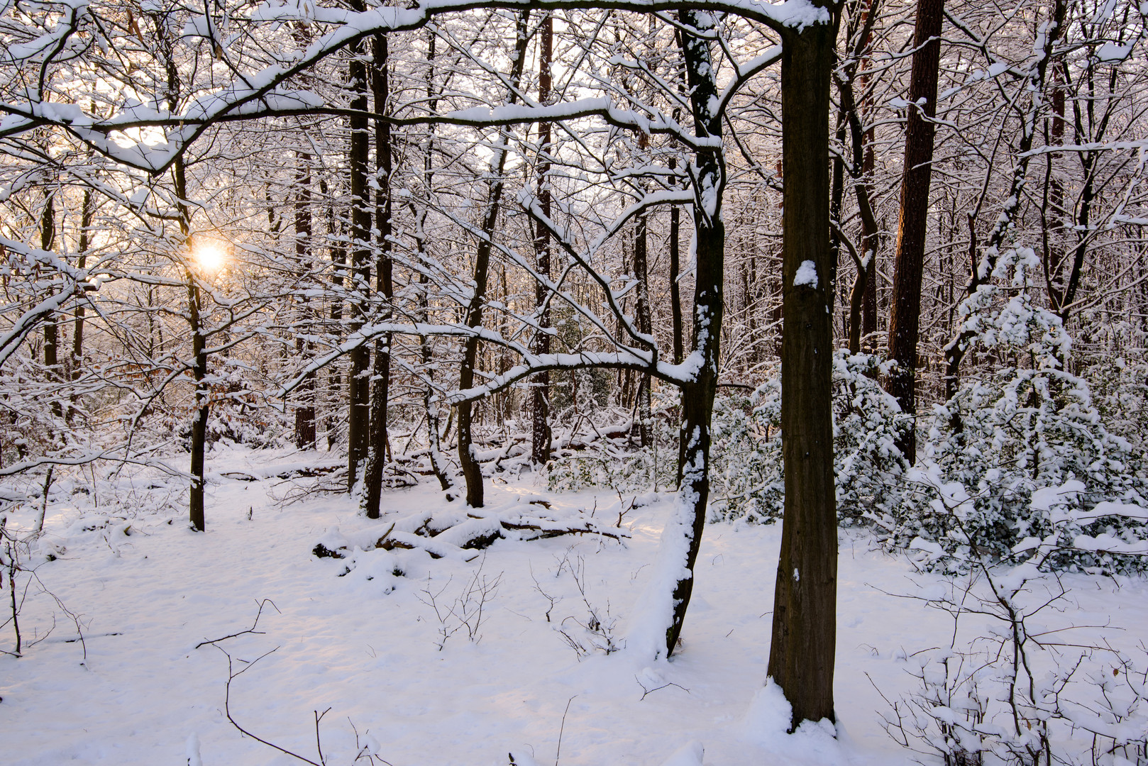 Winterwald