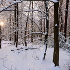 Winterwald