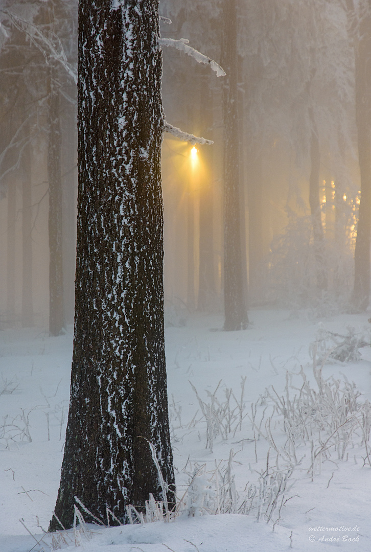 Winterwald