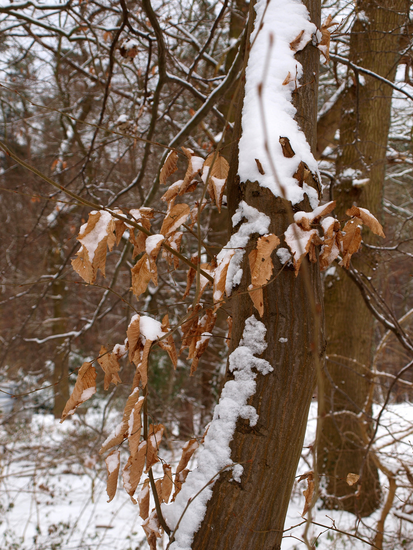 Winterwald