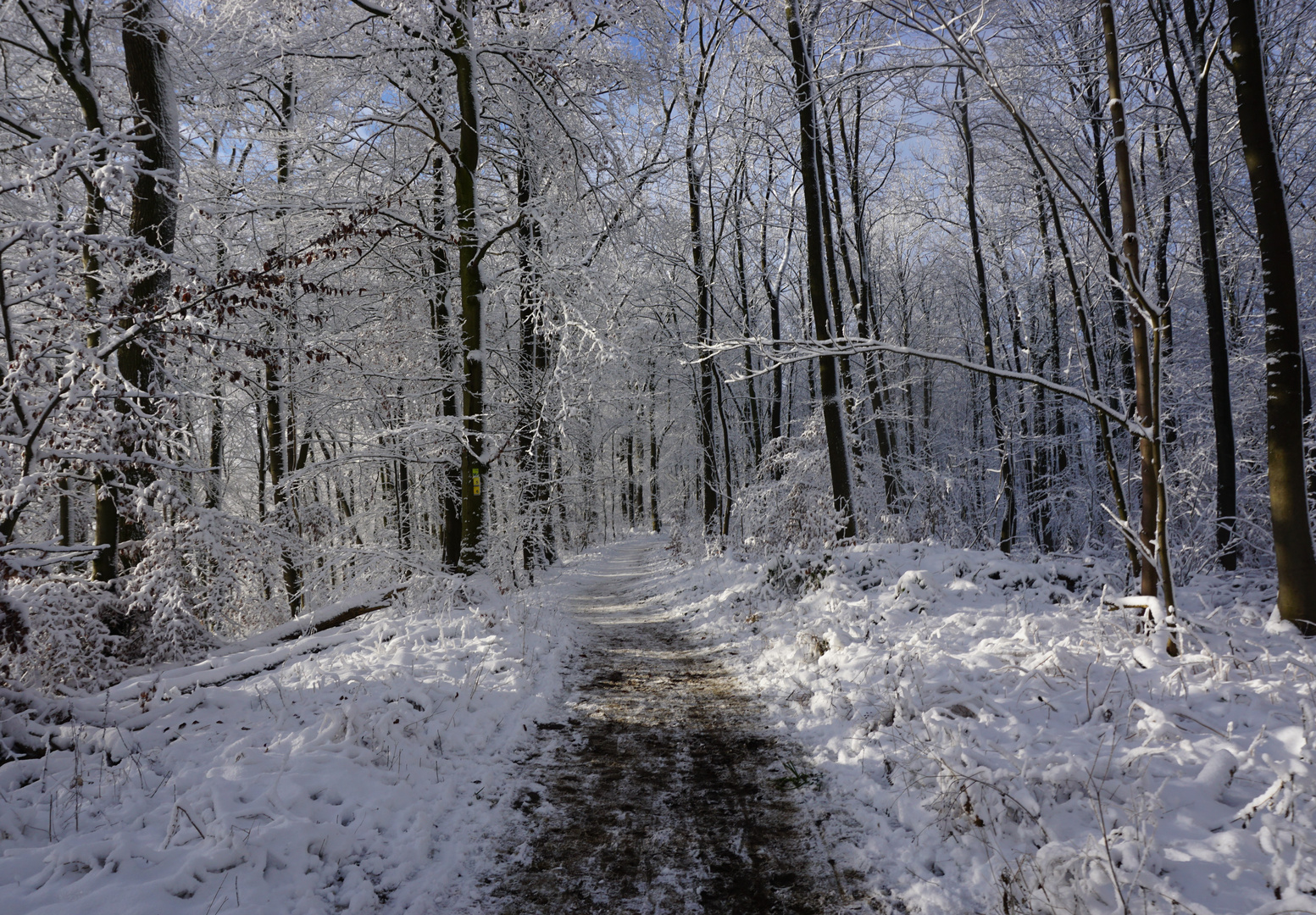 Winterwald