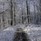 Winterwald