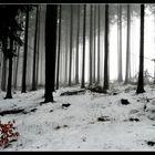 Winterwald