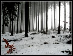 Winterwald