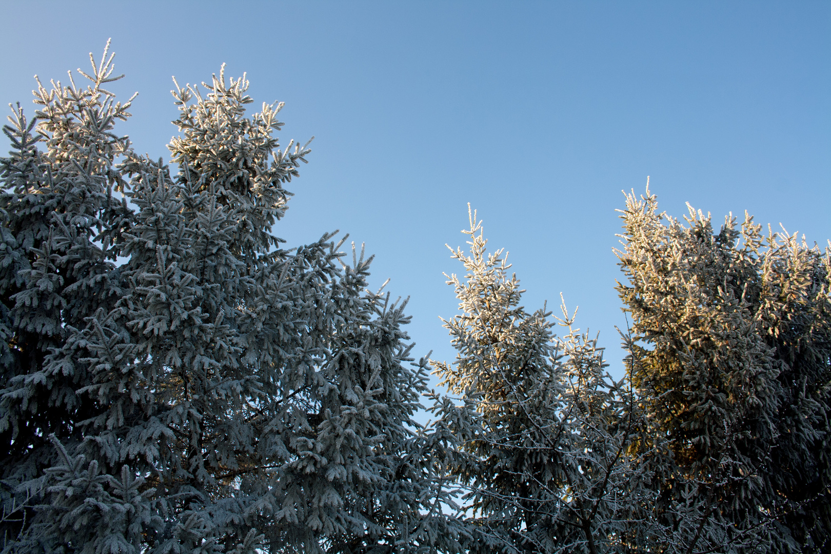 Winterwald