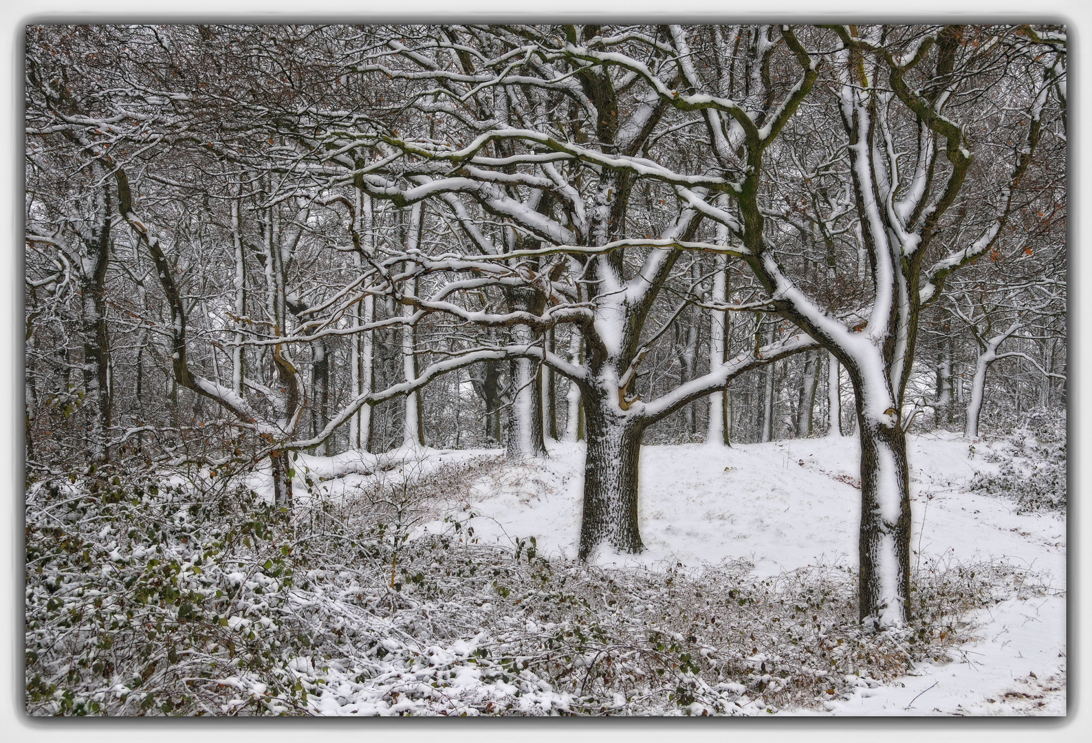 Winterwald