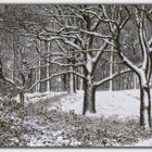 Winterwald