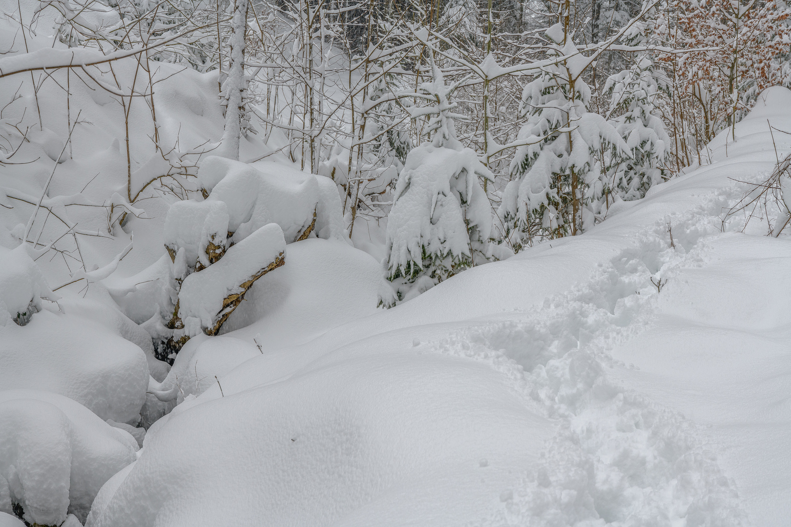 Winterwald ...