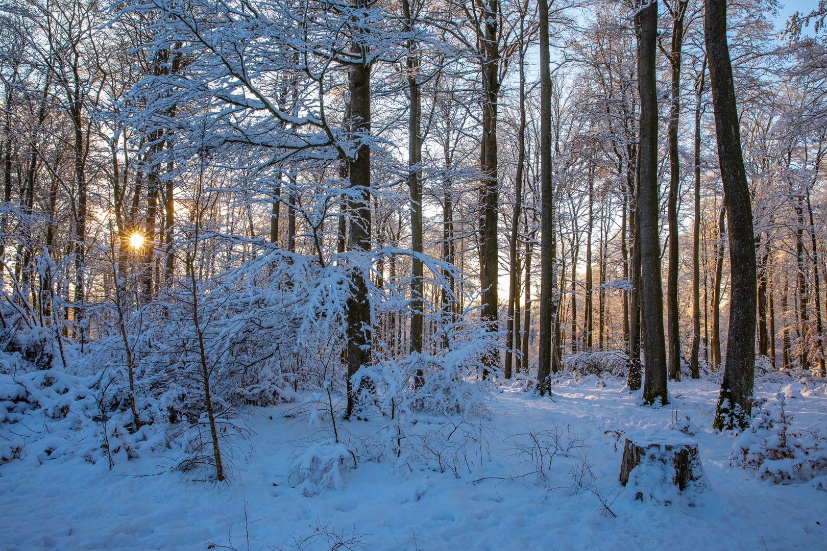 Winterwald