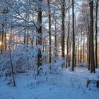 Winterwald