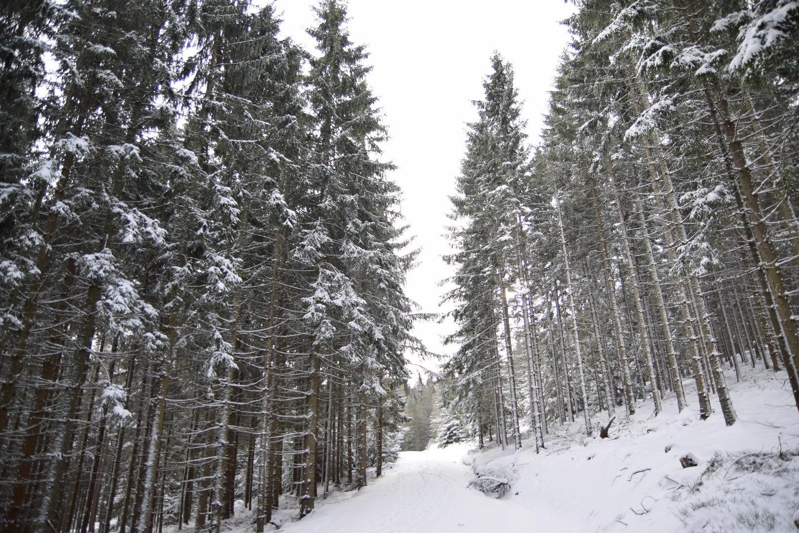 winterwald