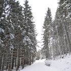 winterwald