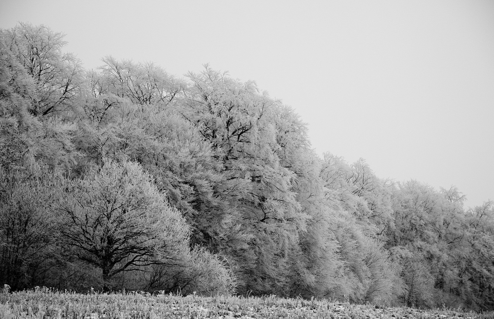 Winterwald