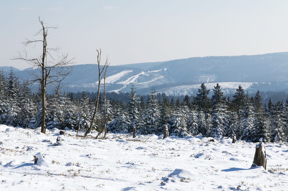 Winterwald