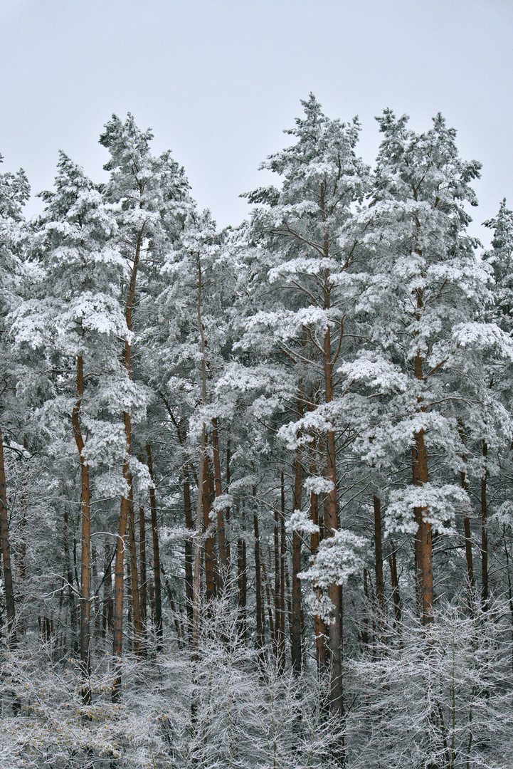 Winterwald