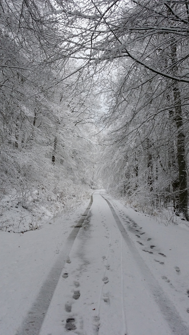 Winterwald