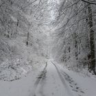 Winterwald