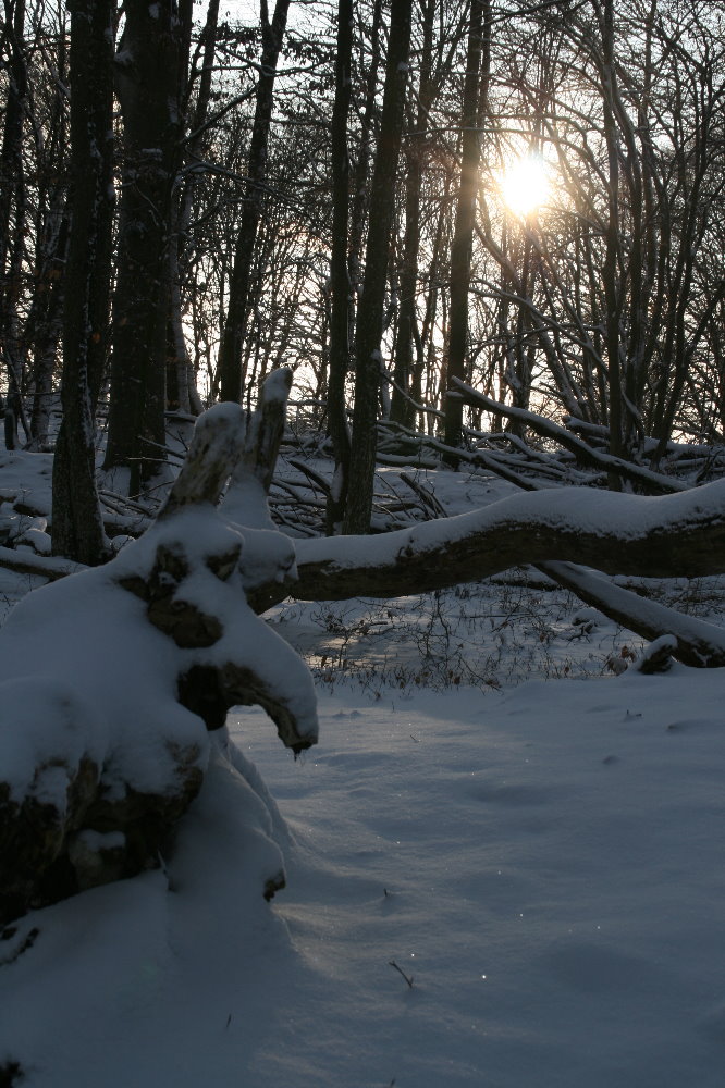 Winterwald von Limage 