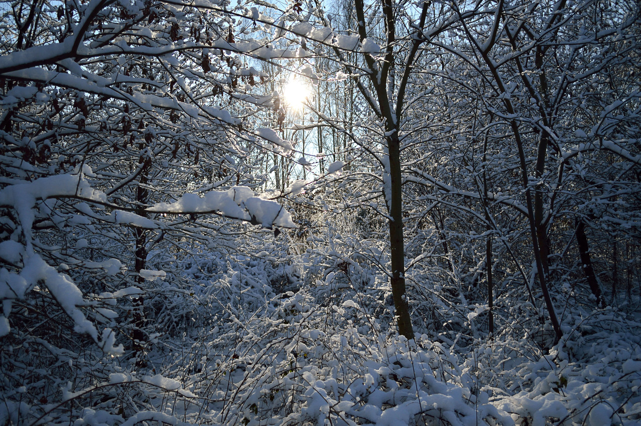 Winterwald