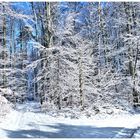 Winterwald !