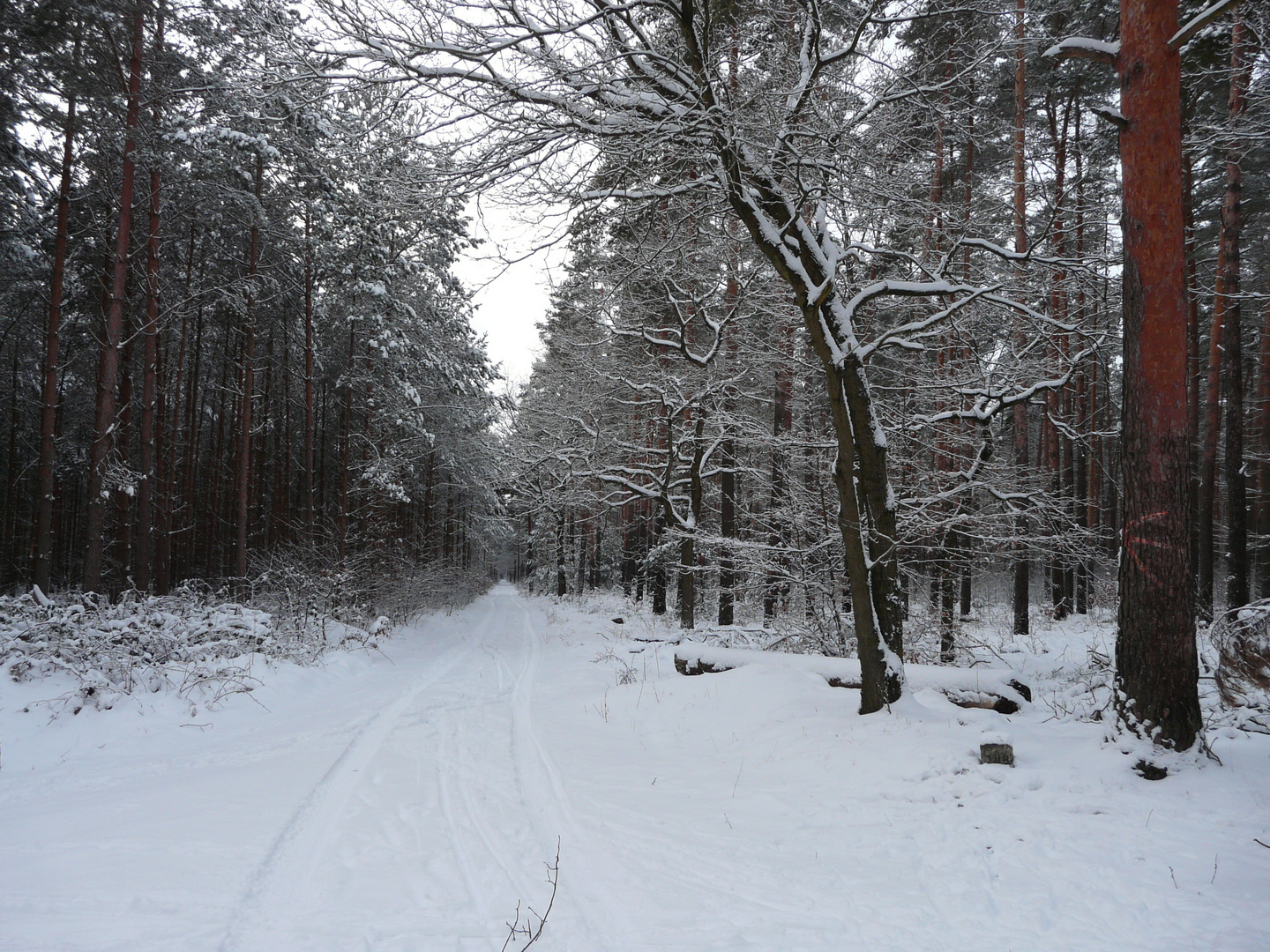 Winterwald