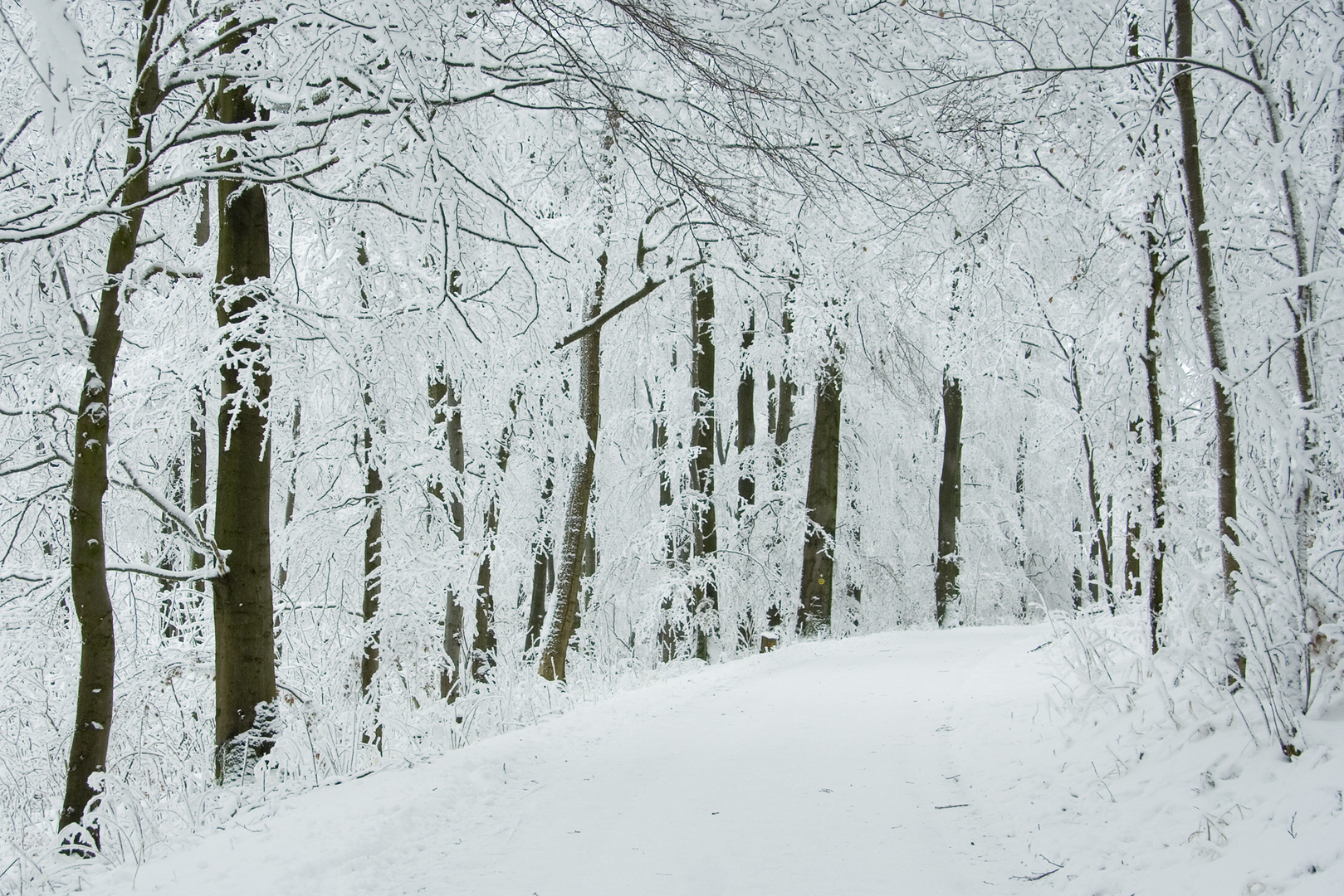 Winterwald