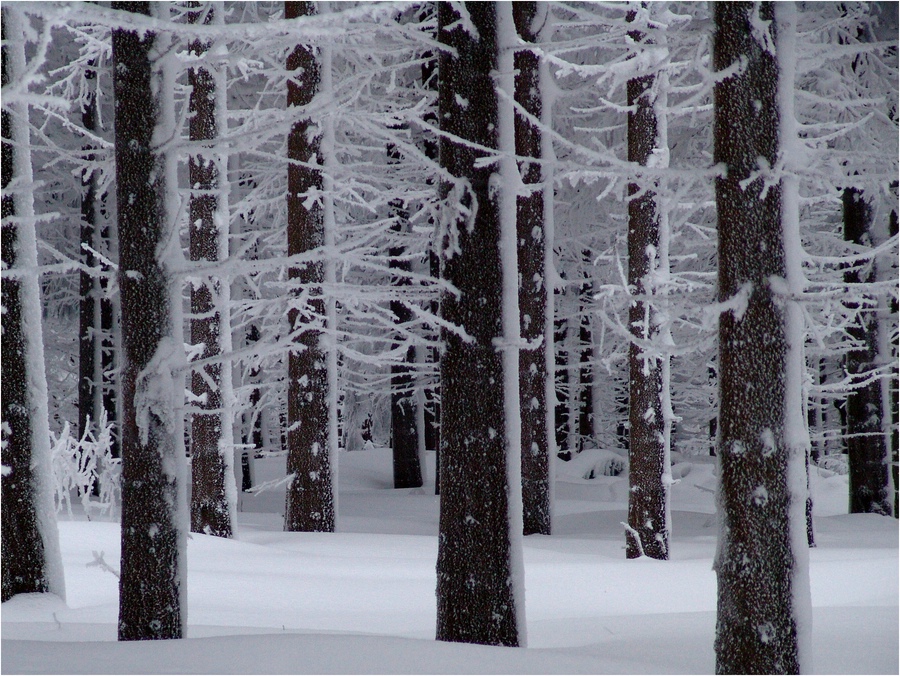 Winterwald