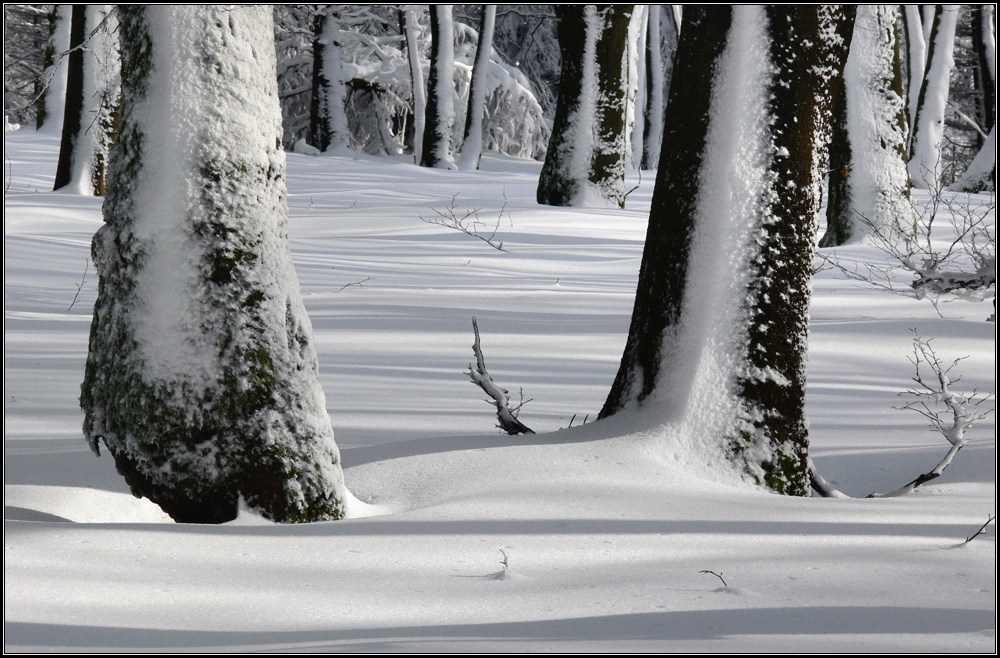 Winterwald