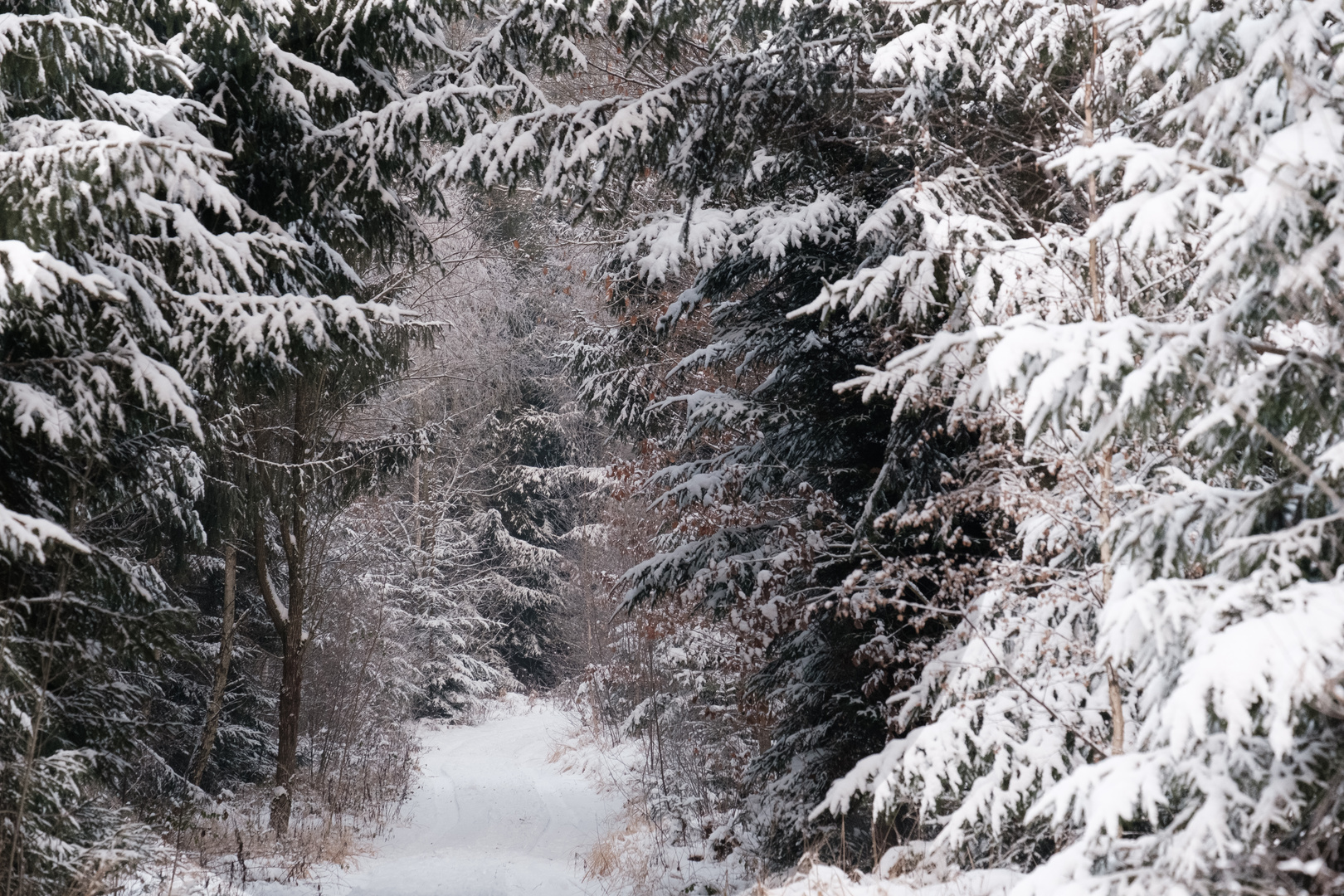 Winterwald 