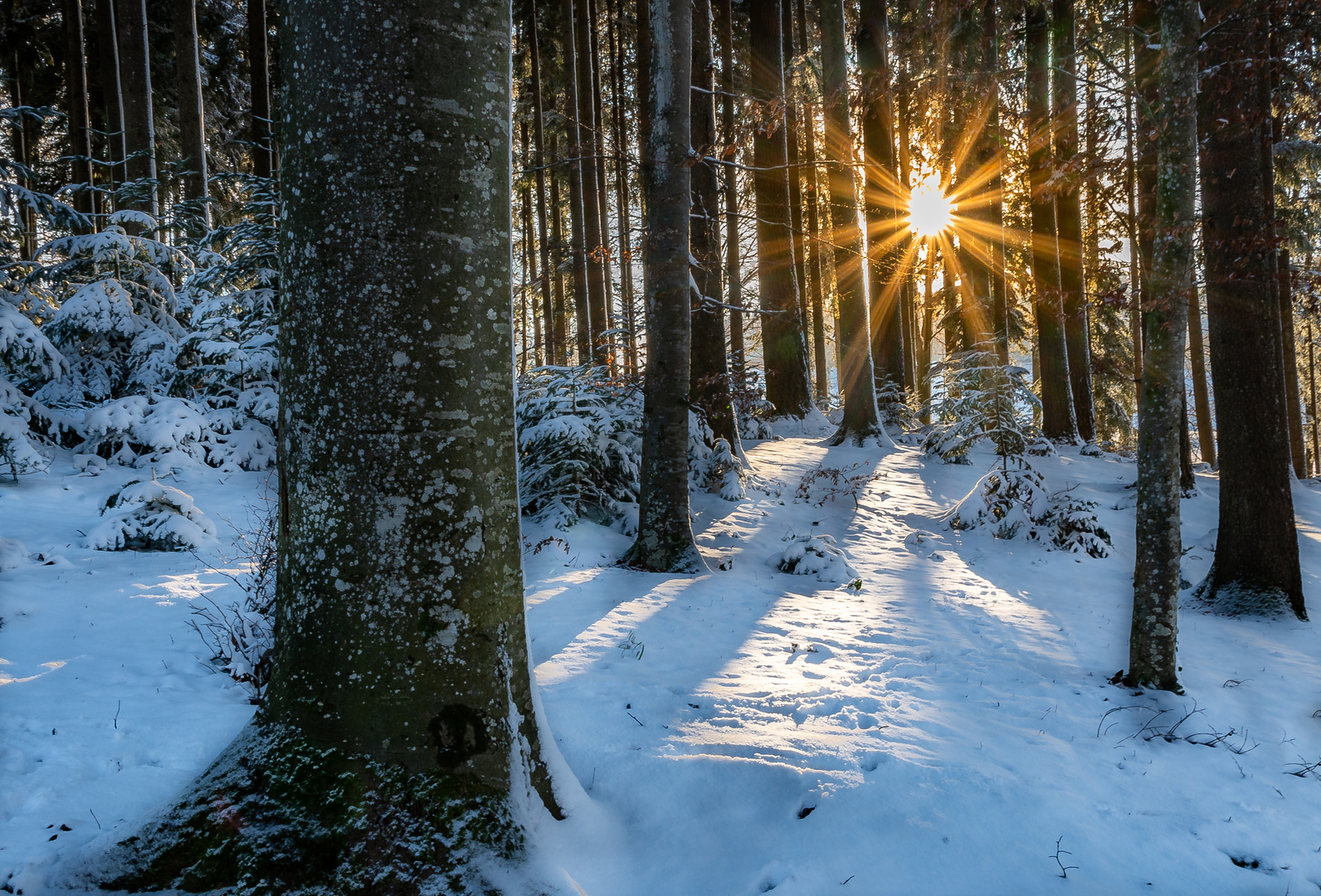 Winterwald