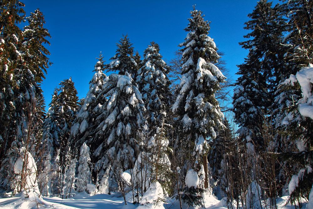 Winterwald