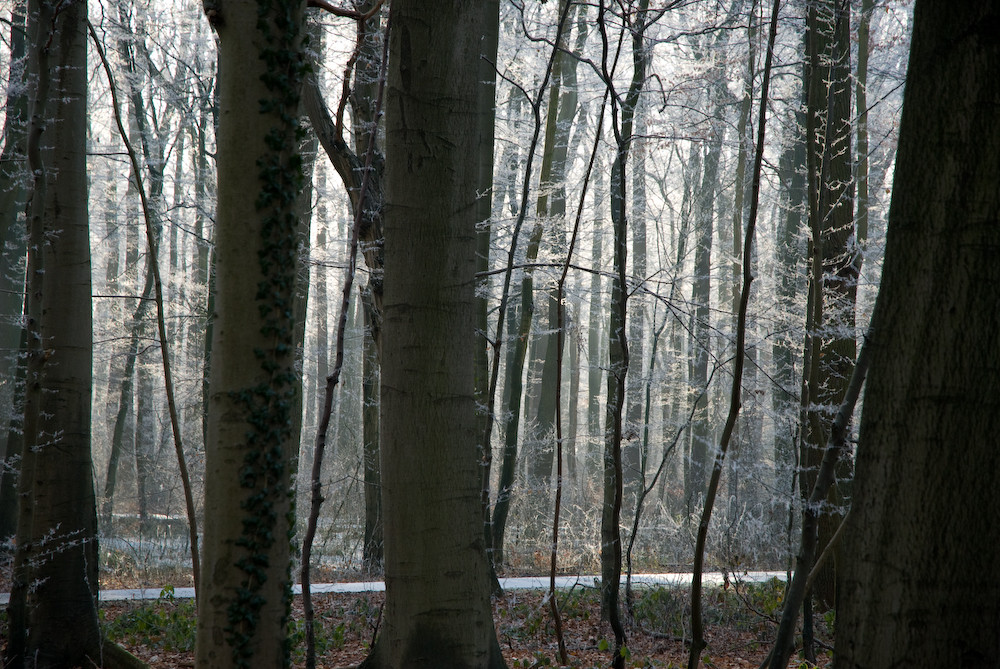 Winterwald