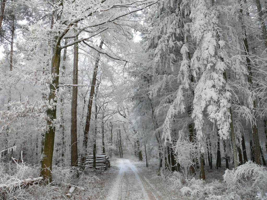 Winterwald