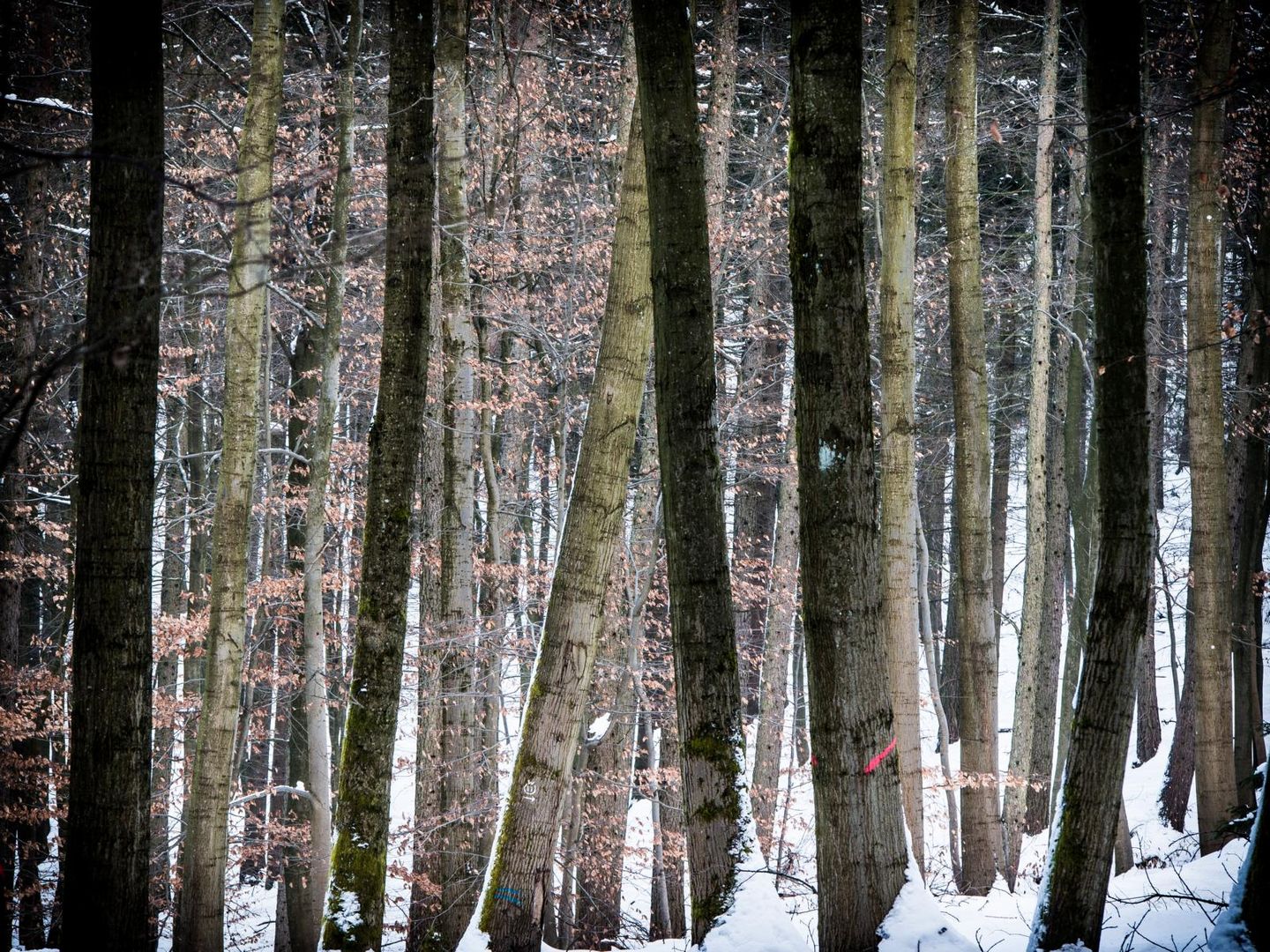 winterwald